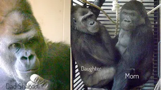 Silverback Gorilla Trying To Save His Daughter | Shabani