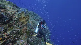 Diving in Alor - Indonesia, July 2023