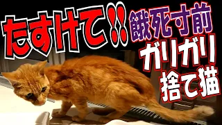 助けて‼捨てられた!?飢えてガリガリの迷い猫を保護できるか？【緊急事態】ぱくちゃんが帰ってき!??