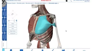 12a.Anterior thoracic wall muscles   3D anatomy tutorial