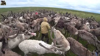 The camp of nomadic reindeer herders is moving to a new campsite