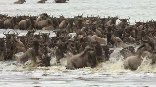 Serengeti Great Migration Lake Ndutu crossing April 2023