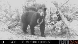 HUGE White V on BEAR BOW hunt in Ontario Canada PERFECT SHOT PLACMENT