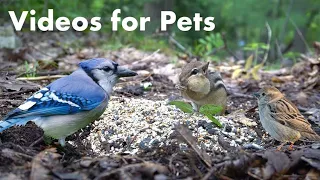 Black Squirrels, Chipmunks and Animals in the Forest - 10 Hour Video for Pets - Sept 24, 2023