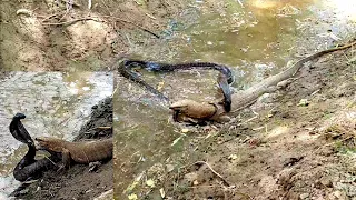 Black Cobra and Monitor Lizard Fighting in the Forest