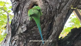 Wild Red-breasted Parakeet busy cleaning nest, Singapore