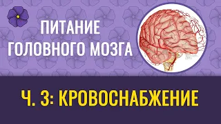 Питание головного мозга, ч.3 – кровоснабжение