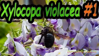 Xylocopa violacea #1 ( No Calabrone ) (: Glicine - Wisteria ) (:  Macro Minuscule Insects :)