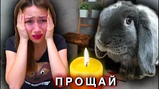 УМЕР КРОЛИК ЛИЗУН Последний День Смерть питомца | Elli Di Pets