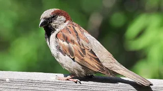 Sparrow sings