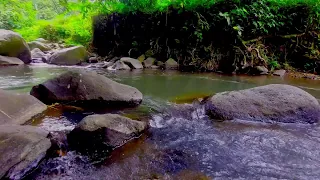 10 HOURS! Morning  River Sounds and Bird Songs for the Best Start of the Day,  Morning River 4K UHD