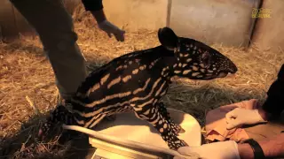 Spécial Bébés ! Naissance d'un bébé tapir. Beauval, un œil en coulisse - Ep6