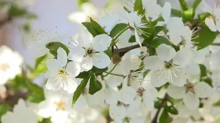 Солнечное Утро 💛 Красивая Музыка Сергея Чекалина