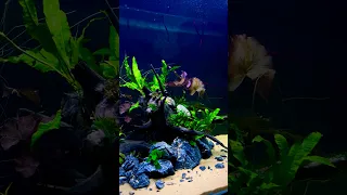 400L full video on YouTube #shorts #subscribe #viral #trending #youtube #shortsvideo #plantedtank