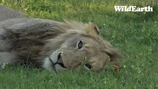 WildEarth - Sunrise  Safari - 17 Nov 2022