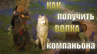 КАК и ГДЕ получить волка компаньона | Assassin's Creed Valhalla