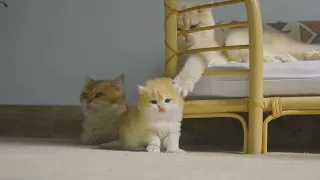 The kitten Pudding plays with her sister when the mother cat is around