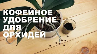 Удобрение для орхидей из кофе. Настойка из кофейной гущи для комнатных растений.