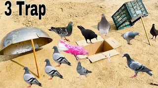 3 Ideas For Pigeon Trap | Birds Trap | How To Make Pigeon Trap | @qbtraps