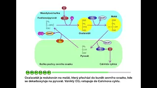 Fotosyntéza, část 13: C4 rostliny