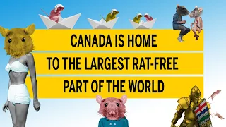 Canada is home to the largest rat-free part of the world