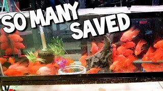 Fish Saved From Sudden Death: A True Fish Rescue
