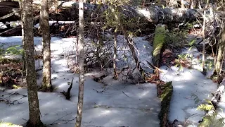 Forest Floor - Spring Snow & Ice in Maine