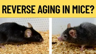 Harvard Doctor: "We CAN Reverse Aging in Mice By 50% Right Now..."