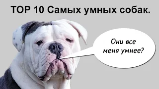 Самые умные собаки - Топ 10.