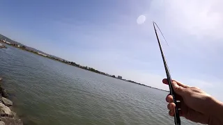 Striper & Halibut Fishing in the Bay w/ a Bat Ray Surprise! 04/10/21 Tom Yunt Rob Kanbara Donny Yee