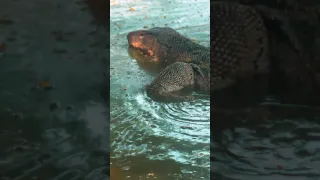 Giant monitor lizards swimming in Lumphini park, Bangkok | Thailand Adventure Travel Documentary