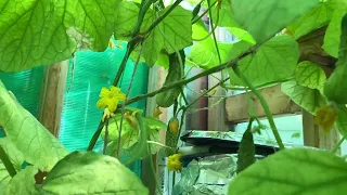 Aquaponics Summer Greenhouse update 2023