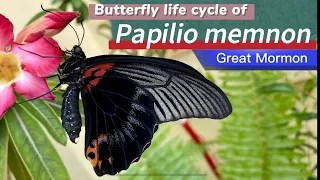Butterfly life cycle of Papilio memnon (Great Mormon)#butterfly#butterflylifecycle #nature#蝴蝶生態