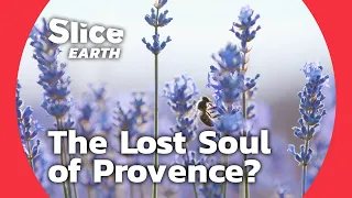 Lavender in Peril: Provence's Struggle Against Climate Change | SLICE EARTH