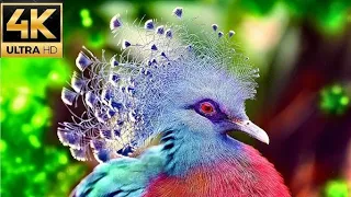 Colorful Birds in 4K - Planet Earth 4K | Beautiful Bird Sounds Nature Relaxation 4K UHD