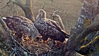 Merikotkas::White Tailed Eagle~Elmar & Ella  are together at the nest~5:12 am 2024/05/01