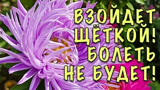 АСТРА НЕ ПОГИБНЕТ! СРОЧНО исправьте ЭТУ ОШИБКУ! КАК ПРАВИЛЬНО сеять АСТРУ НА РАССАДУ. ВСЕ СЕКРЕТЫ!