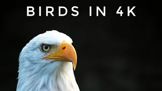 Birds/Feathers in Ultra HD