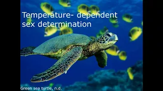 Implications of Climate Change on the Green Sea Turtle in the Great Barrier Reef