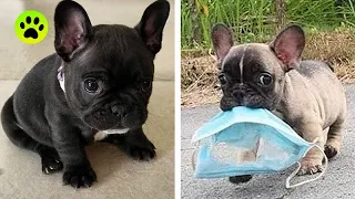 Funny and Cute French Bulldog Puppies Compilation #2 - Cutest French Bulldog