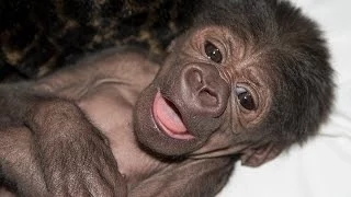 Baby Gorilla Introduced to Family at San Diego Zoo Safari Park