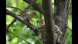 Гнездо зябликов (Fringílla coélebs) во время дождя / Сhaffinch (Fringílla coélebs) nest in the rain