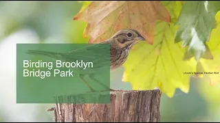 Birding Brooklyn Bridge Park