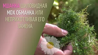 Мшанка шиловидная — Мох обманка или неприхотливая его замена🌼