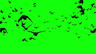 itachi crows dissappear green screen HD غربان ايتاشى خلفية خضراء