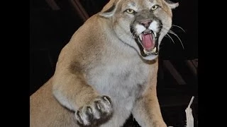 Cougars' diverse diet helped them survive extinction