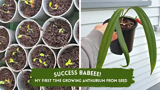 HOW TO: Grow Anthurium from seed