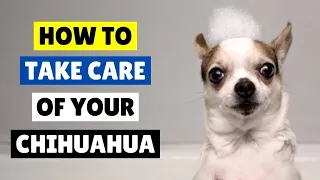 How To TAKE CARE of Your Chihuahua At Home ✂️🛁