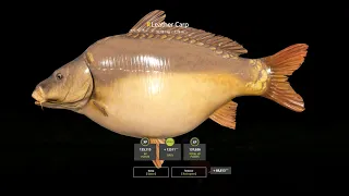 Russian Fishing 4 | 2 Trophy Leather Carp