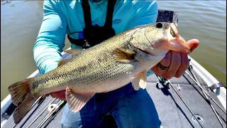 First PUNCH Fish of the YEAR | California DELTA